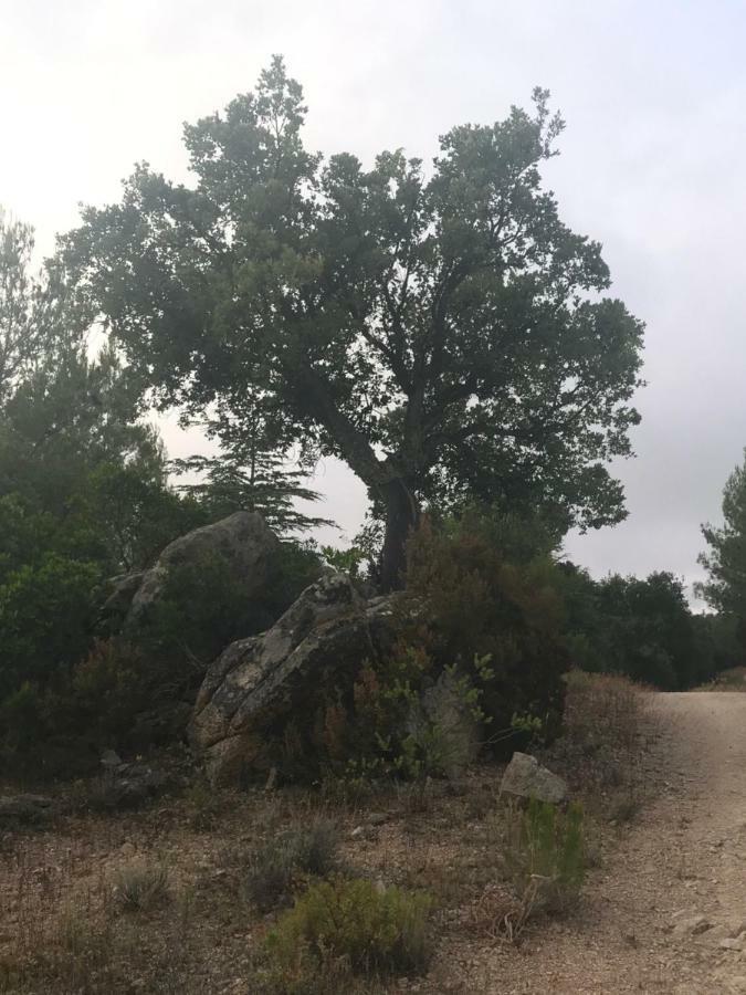 Villa Sardegna Vicino Ad Olbia "La Casa Nel Vicolo" Berchidda Exterior foto